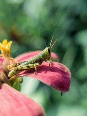 selective focus from close up photo or macro photo of a green grasshopper perched on a beautiful flower