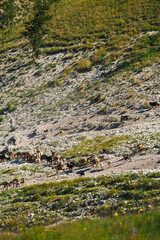 Fototapeta na wymiar Vertical photo of a herd of sheep walking down a rocky hill towards green grass.