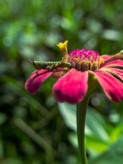selective focus from close up photo or macro photo of a green grasshopper perched on a beautiful flower
