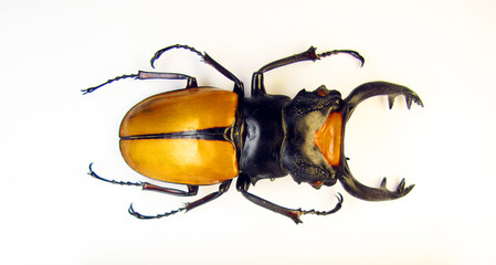 Beetle isolated on white. Yellow stag beetle Odontolabis lacordairei macro. Lucanidae, lucanus,...