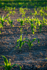 Corn crops in Sussex growing in the evening sunshine