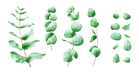 Watercolor eucalyptus leaves set. Botanical illustration with green plant leaf and branch. Realistic floral herbal elements © Hanna