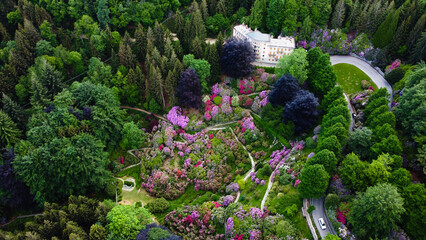 Aerial view of colorful blooming rhododendron shrubs among the trees in the Oasi Zegna, natural area and tourist attraction in the Province of Biella, Piedmont, Italy.