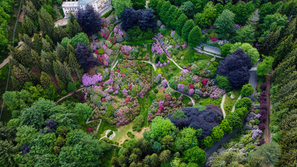 Aerial view of colorful blooming rhododendron shrubs among the trees in the Oasi Zegna, natural area and tourist attraction in the Province of Biella, Piedmont, Italy.