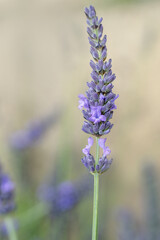 English lavender flower in garden. Lavandula angustifolia.