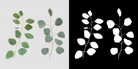 Isolated eucaliptus leaves with clipping path and alpha channel on a transparent picture...