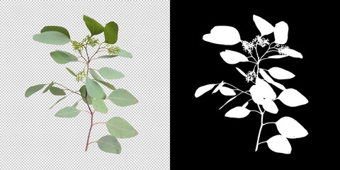 Isolated eucaliptus leaves with clipping path and alpha channel on a transparent picture background. eucaliptus large image is easy to use and suitable for all types of art work and print
