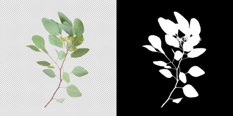 Isolated eucaliptus leaves with clipping path and alpha channel on a transparent picture...