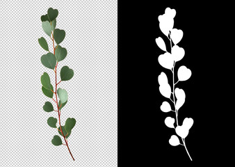 Isolated eucaliptus leaves with clipping path and alpha channel on a transparent picture background. eucaliptus large image is easy to use and suitable for all types of art work and print