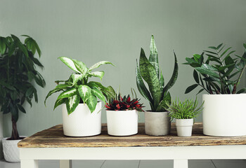A variete of house plants on a wooden table, indoor garden concept