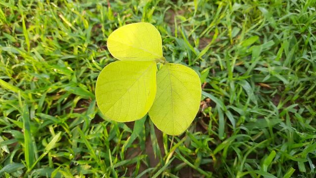 Butea monosperma Nursery. Small plant of Butea monosperma. Its tree used for timber, resin, fodder, medicine, and dye. Other names &nbsp;flame-of-the-forest,&nbsp;and&nbsp;bastard teak. Leaves of Butea monosperma.
