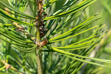 Close Up Pinus Bungeana Pine Tree At Amsterdam The Netherlands 21-3-2022