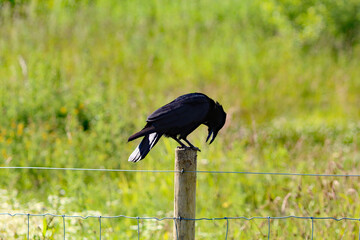 A beautiful shot of a raven bird sitting on a post. This photo was taken at a nature reserve on a very hot and sunny morning.