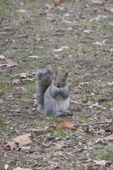 Ecureuil à Central Park