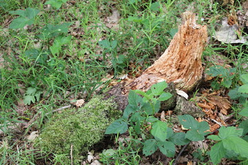 North German meadow forest grass moss nature landscape panorama Germany.