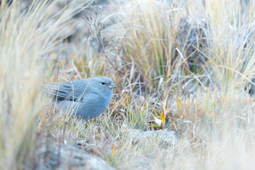 Plumbeous Sierra-Finch (Geospizopsis unicolor) standing on grass.