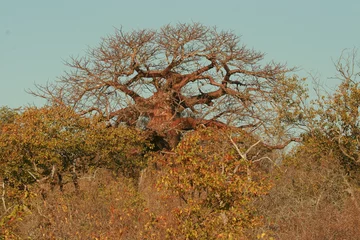 Foto op Canvas Large Baobab tree (Adansonia), Kruger National Park, South Africa © Kim