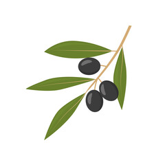 black olive tree branch- vector illustration