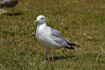 A beautiful portrait shot of a seagull at Crosby Beach. This photo was taken on a very hot and sunny summer day.