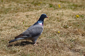 A closeup shot of a pigeon in a park near Crosby Beach. 