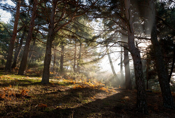 Scots pine forest in Fuenfria Valley, municipality of Cercedilla, province of Madrid, Spain