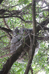 wild koala in australia 