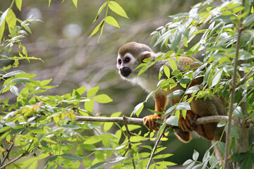 squirrel monkey in a zoo in france