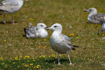 A beautiful portrait shot of a seagull at Crosby Beach. This photo was taken on a very hot and sunny summer day.