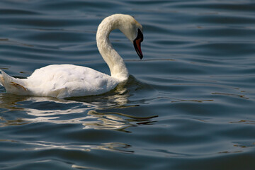 A beautiful landscape shot of a white swan on a lake at Crosby Marina, near Crosby beach. This photo was taken on a very hot and sunny day.