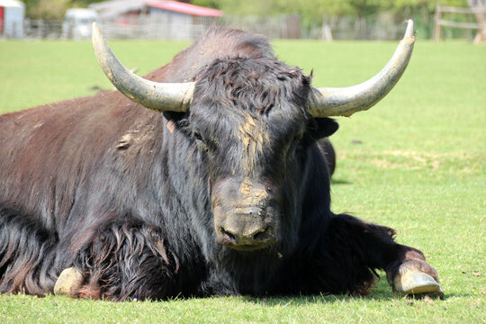 yak in a zoo in france