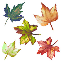maple leaves, autumn dried leaves, herbarium illustration