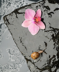 snails and orchid flower on beautiful wet stones concept photo for spa wellness closeup with free space for text for banners and postcards stones in water and orchid flower