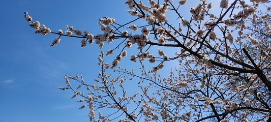 Tree branches bloom against the sky. Panoramic view.