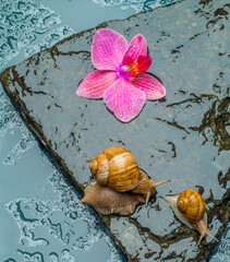 snails and orchid flower on beautiful wet stones concept photo for spa wellness closeup with free space for text for banners and postcards stones in water and orchid flower