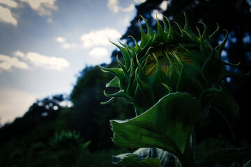 Sonnenblume