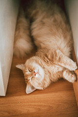 Munchkin cat lying on the floor behind the door.
