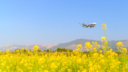 飛行機「春空・菜の花畑・航空機風景」
Airplane 