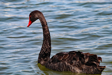 A rare black swan on a lake at Crosby Marina, near Crosby Beach. There is a large flock of swans on this lake, only two of which are black.