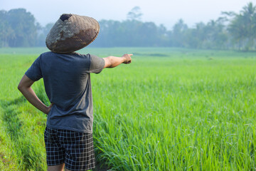 Naklejka na ściany i meble Close-up back side of young Asian farmer standing and pointing finger out to the rice field during inspection. Modern agriculture concept. 
