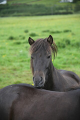 Obraz premium horses