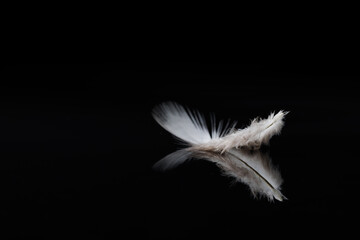 a white and brown bird feather on black background. single bird feather with reflection on the...