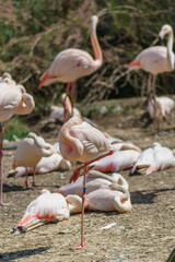 Beautiful pink Flamingos resting in various positions
