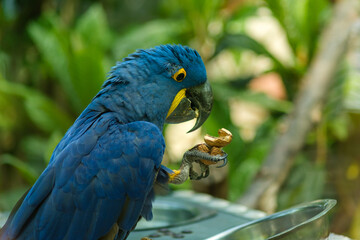 A beautiful blue parrot also known as the Hyacinth Macaw eating in the forest