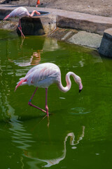 View of a beautiful single pink Flamingo looking at its reflection 