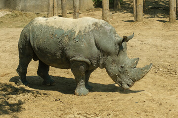 Obraz premium View of a Rhinoceros at daytime