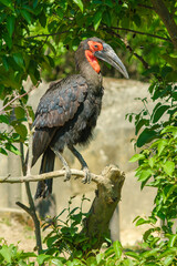 View of a southern ground Hornbill sitting on a tree