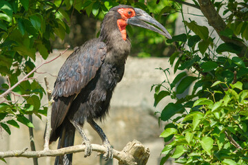 View of a southern ground Hornbill sitting on a tree