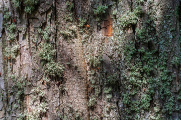 Fragment of the bark of an old tree covered with moss with small beetles. For use as abstract backgrounds and textures.