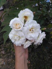 Rosa blanca sostenida por mano
