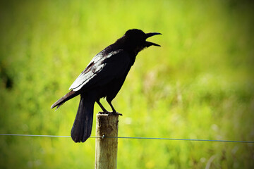 A beautiful shot of a raven bird sitting on a post. This photo was taken at a nature reserve on a very hot and sunny morning.